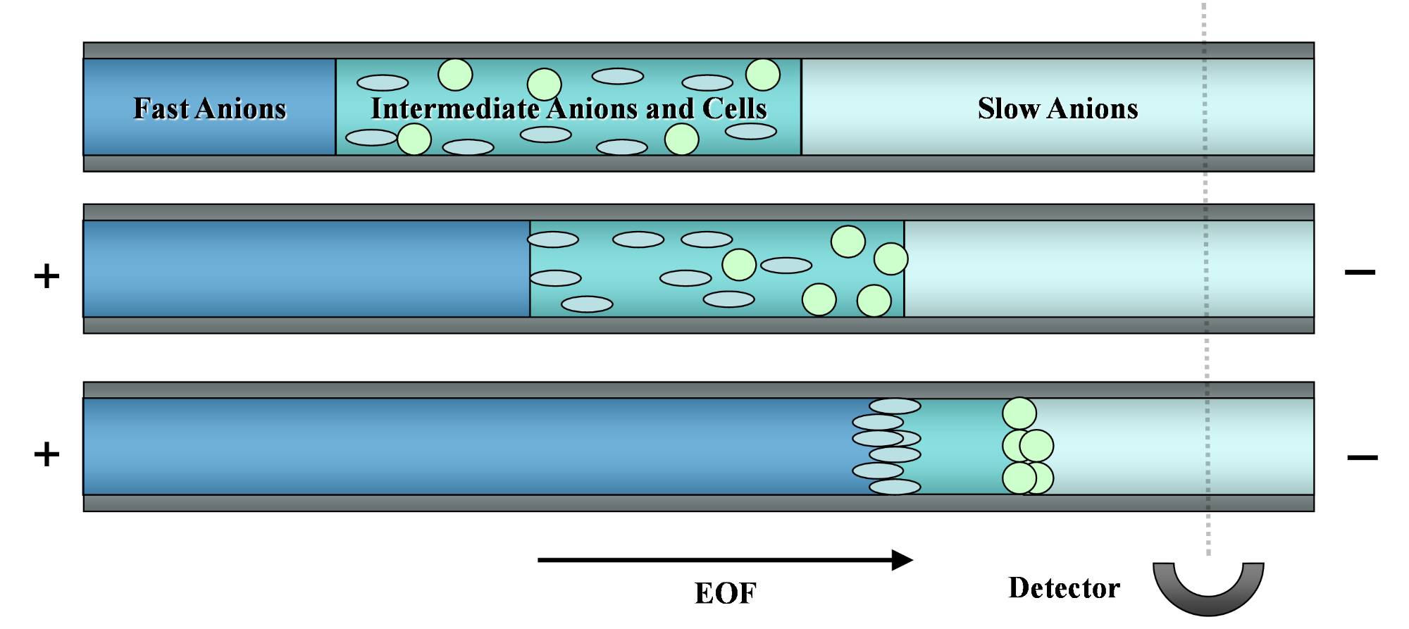 Diagram of isotachophoresis focusing of cells in a fused silica capillary